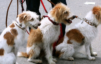 How to Become a Dog Walker